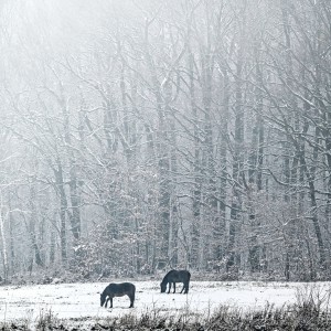 V pokojnej atmosfére zimného počasia